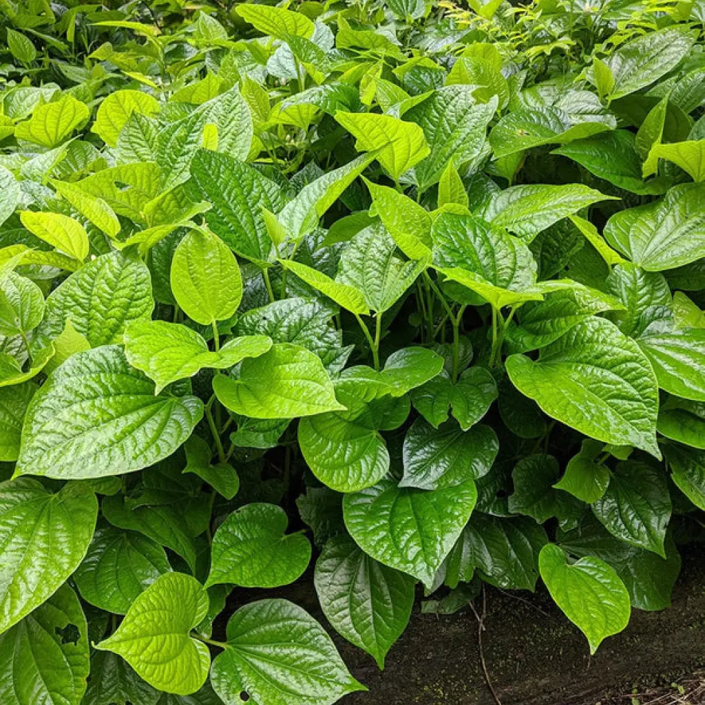 Betel leaves