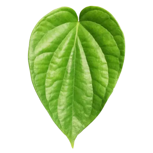 Green paan leave each