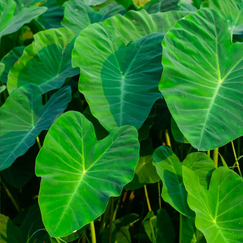 Taro leaves