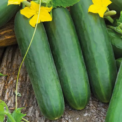 Cucumber Lebanese  loose vegi