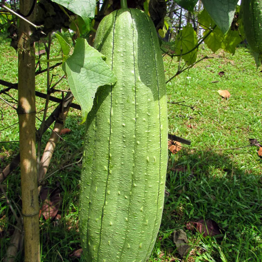 Luffa vegi