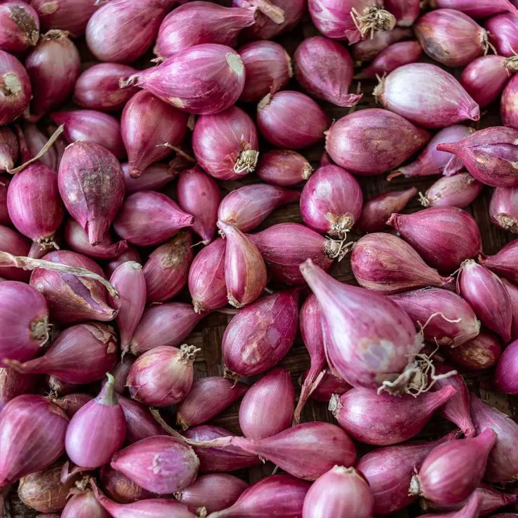 Shallot vegi