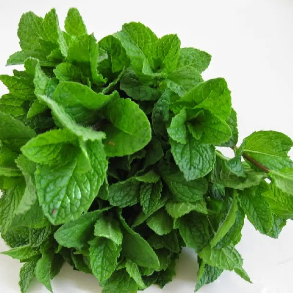 Mint fresh vegi