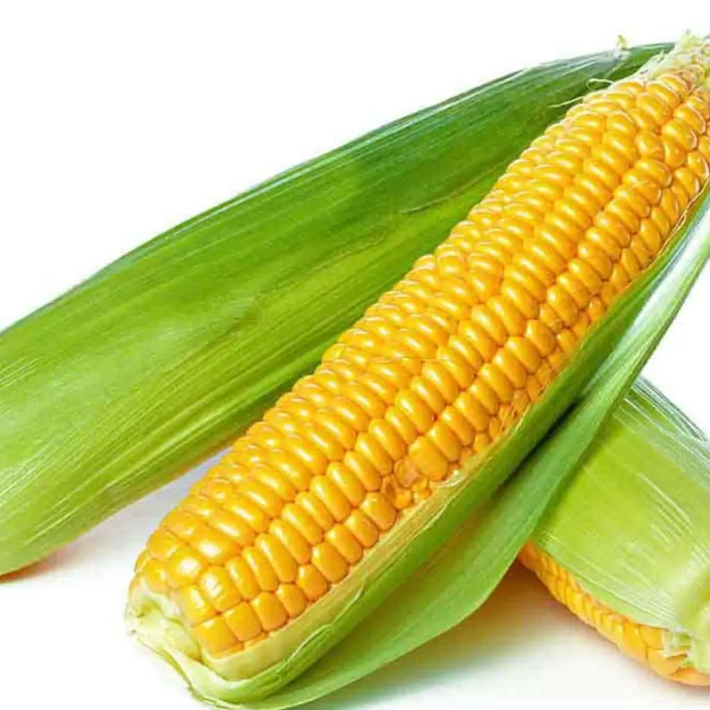 Sweet corn green each