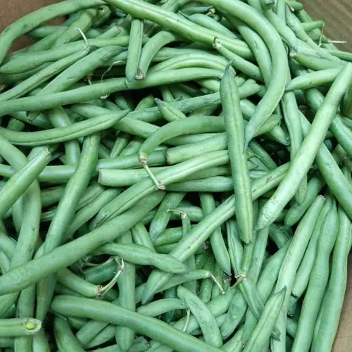 Green Bean