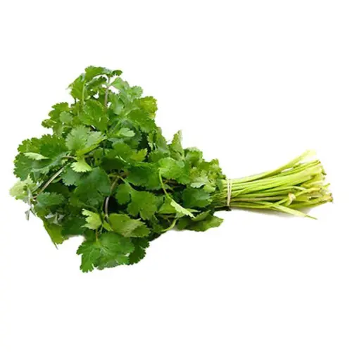 Coriander fresh vegi