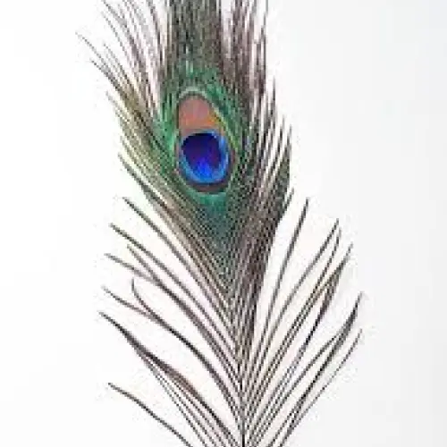 Peacock Feather
